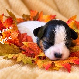 Equinox (Knox) - White black and tan male Papillon puppy in Coatesville, Indiana from Wendy’s Wings