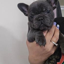 Jade - Blue female French Bulldog puppy in Avondale, Arizona from Montes House of  Frenchies