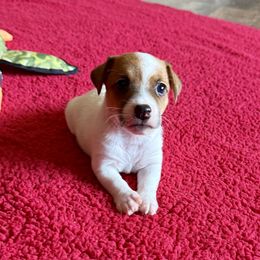 Annie - Brown and white female Jack Russell Terrier puppy in Cleburne, Texas from Jordan's Shorty Jacks