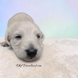 Moses - Cream male Dachshund puppy in Oklahoma City, Oklahoma from OkieDoxieland Dachshunds