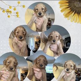 Goldendoodle Puppies from Stolt Southern Doodles