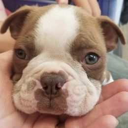 Boston Terriers from Boston Tea Party Terriers