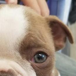 Boston Terriers from Boston Tea Party Terriers