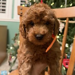 Labradoodle Puppies from California Double Doodles