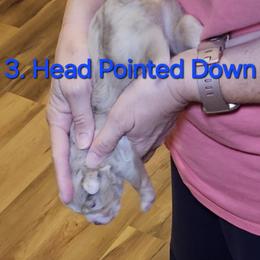 Toy Australian Shepherd Puppies from Reflections of Star Crest Kennel
