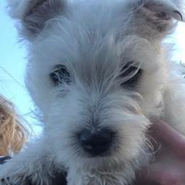 West Highland White Terriers from Breezys Babies