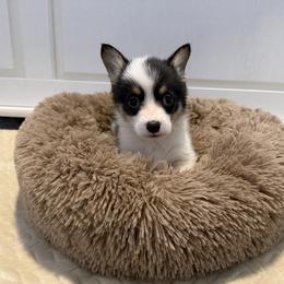 Peach - Black and tan female American Corgi puppy in Decatur, Texas from Bar S Corgis