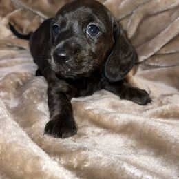 Dachshund Puppies from Lily’s Mini Dachshunds