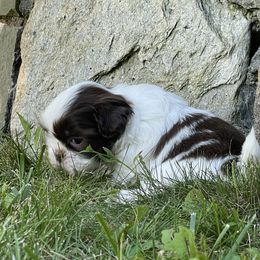 Shih Tzu Puppies from Dempsey’s Darlings