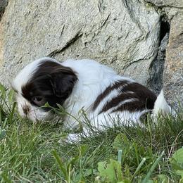 Shih Tzu Puppies from Dempsey’s Darlings