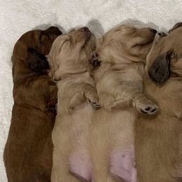 Dachshunds from Juliana's Dachshunds