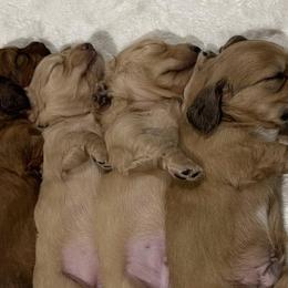 Dachshunds from Juliana's Dachshunds