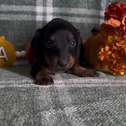 Jerry - Black and tan male Dachshund puppy in Alice, Texas from Crimson’s longhair Dachshunds
