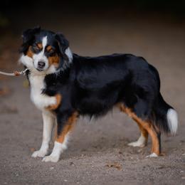 Miniature American Shepherd and Miniature Australian Shepherd All Grown Up from Impression Dogs