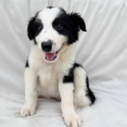 Black Male I - Black and white male Border Collie puppy in Okeechobee, Florida from Cowtown Corgis & Border Collies