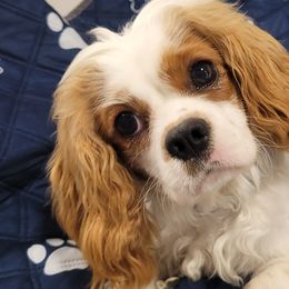 Bichon Frises, Cavalier King Charles Spaniels, and West Highland White Terriers from Beloved Bichons