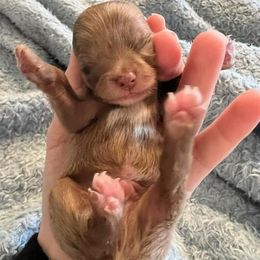 Chihuahua Puppies from Hawk's Eye Homestead