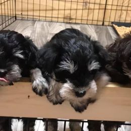 Miniature Schnauzers from Log Cabin Schnauzers