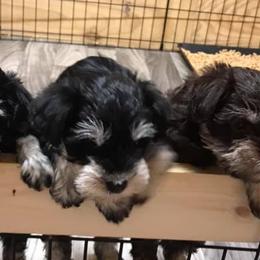 Miniature Schnauzers from Log Cabin Schnauzers