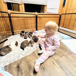 Collie Puppies from Jolly Collies
