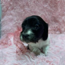 Eros - Piebald male Dachshund puppy in Huntington, Arkansas from Rockstar.Weiners