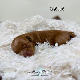 Teal girl - Red  female Goldendoodle puppy in Valdese, North Carolina from Doodling All Day Goldendoodles