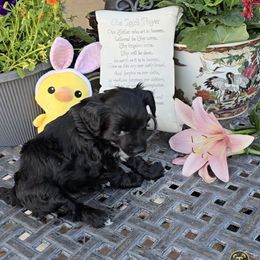 Girl 1 - Black female Chinese Crested puppy in Amarillo, Texas from Victoria's Chinese Cresteds Long Star Angels