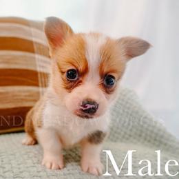 Cash - Red male Pembroke Welsh Corgi puppy in Bend, Oregon from Highland Meadow Corgis
