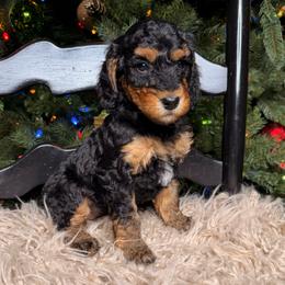 Vixen - Phantom female Bernedoodle puppy in Tyner, Kentucky from Good Dog Doodles