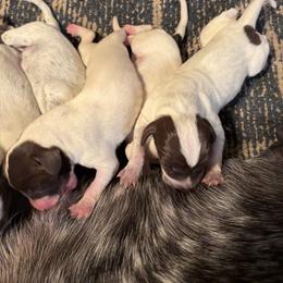 One girl - Black and white female German Shorthaired Pointer puppy in New Bedford, Massachusetts from Foot Hunter Kennel