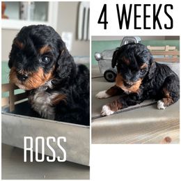 Bernedoodle Puppies from The Doodle Pad
