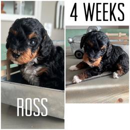 Bernedoodle Puppies from The Doodle Pad