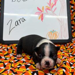 Zara - Black and white female Boston Terrier puppy in Fillmore, Illinois from Wind Hill Puppies