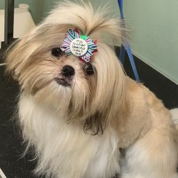 Victoria - Shih Tzu