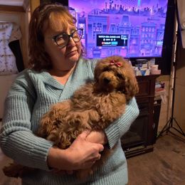 Coton de Tulear and Poodle Puppies from Legacy Pets