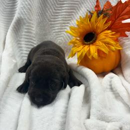Chocolate female - Chocolate female Labrador Retriever puppy in Stuart, Virginia from Russell Creek Labradors