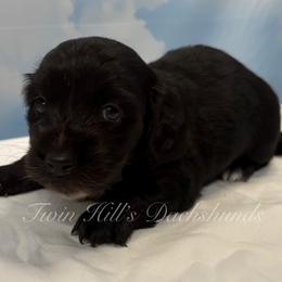 Maverick - Black male Dachshund puppy in Jonesboro, Illinois from Twin Hills Dachshunds