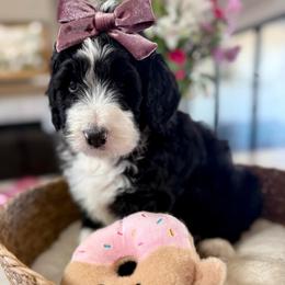 Purple collar - Black and white female Bernedoodle puppy in Indiahoma, Oklahoma from Farm Fresh Doodles
