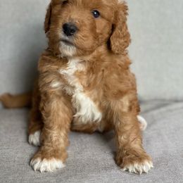 Assorted Doodle Crosses Puppies from Barking Blessings
