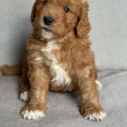 Assorted Doodle Crosses Puppies from Barking Blessings