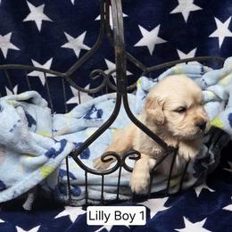 Lilly Boy 1 - Golden male Golden Retriever puppy in Niles, Michigan from Christiana Creek Goldens