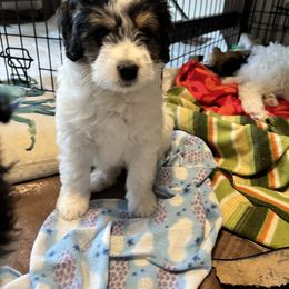 Bernedoodle Puppies from Dilly Dally Doodles