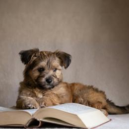 Shih Tzu Puppies from Nelly Kolomiyets