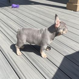 French Bulldog Puppies from MadCity Frenchies