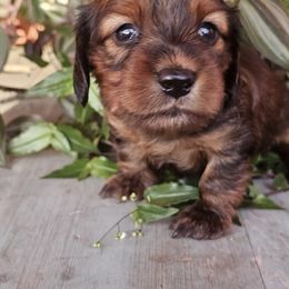 Rain - Red female Dachshund puppy in Franklin, West Virginia from Long Mountain Long Dogs