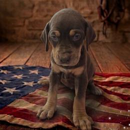 Girl 4 - female Catahoula Leopard Dog puppy in Greenwood, Delaware from OpenGate Catahoulas