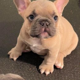 French Bulldog Puppies from LBL Frenchies
