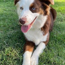 Aussiedoodles and Australian Shepherds from Southern Paws Mini Aussies