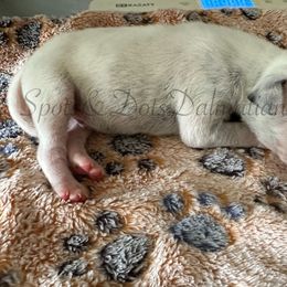 No collar - White and black male Dalmatian puppy in Jacksonville, North Carolina from Spots and Dots Dalmatians