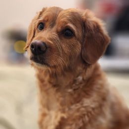 Daphne - Goldendoodle